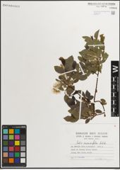 Foto von Salix myrsinifolia Salisb.
